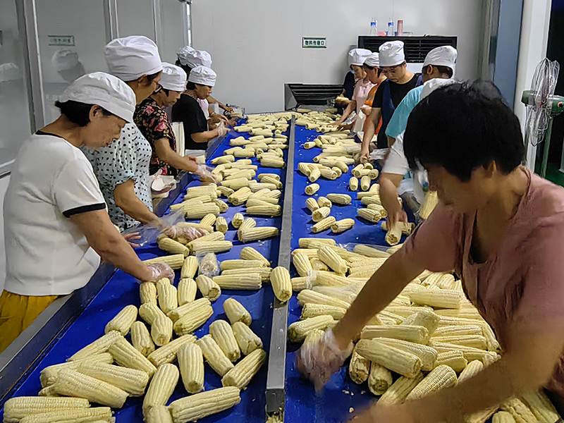 鮮食玉米加工設備